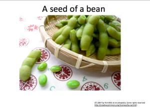 Seed of a bean